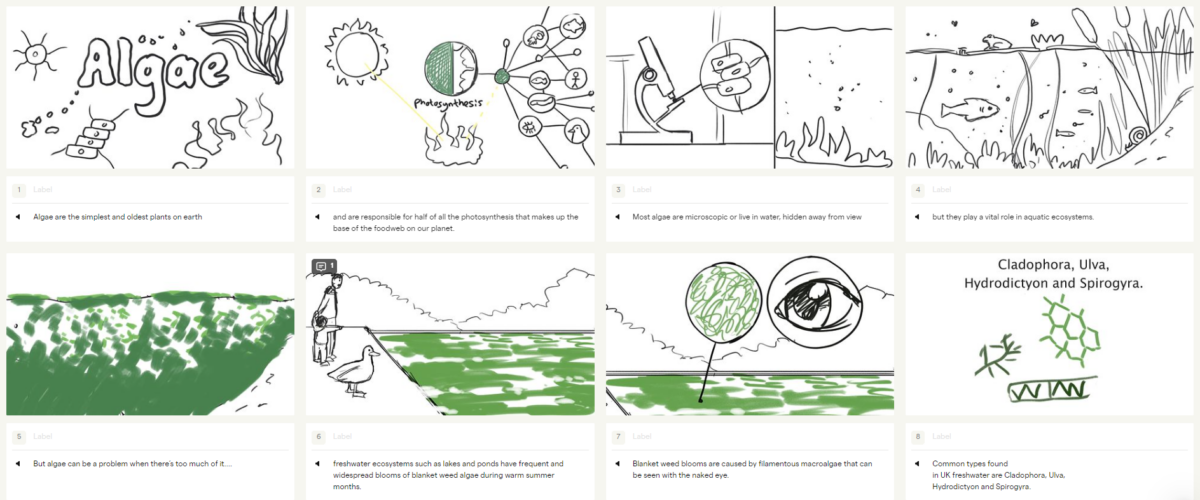 Algae animation - storyboard sketches.
