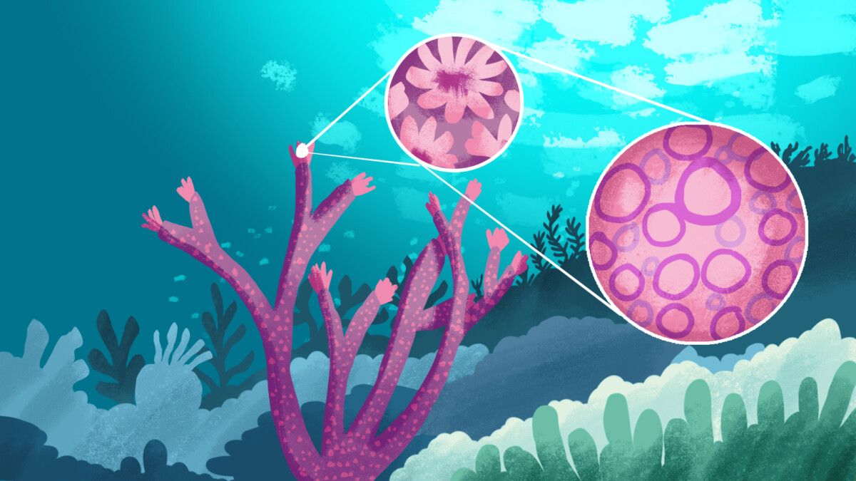 Style concept design - coral reefs.